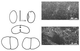  Cotyledon, embryo, and testa:  L. brachycarpus  (Harms) Breteler - embryo, cotyledons, and testa SEMs.
