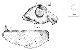  Fruit and seed:  L. klainei  (J.B.L. Pierre ex H.A.T. Harms) A.C. Hoyle - top seed in situ, bottom fruit.
