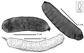  Fruit:  M. discolor  (Humboldt amp; Bonpland ex C.L. von Willdenow) Britton amp; J.N. Rose ex Britton amp; E.P. Killip - bottom left fruit;  M. pubiramea  (Steudel) R.C. Barneby amp; J.W. Grimes - top right fruit;  M. simabifolia  (R. Spruce ex G. Bentham) Pittier - top left fruit.

