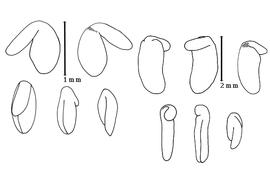  Cotyledon and embryo:  M. microcharoides  (P.H.W. Taubert) Schrire - left embryo and cotyledons;  M. tritoides  (J.G. Baker) Schrire - right embryo and cotyledons.
