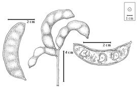  Fruit and seed:  M. foetidus  subsp.  paraguensis  (G. Bentham) M. Sousa amp; G. Andrade - left fruit, right seeds in situ;  M. foetidus  subsp.  foetidus  (Jacq.) M. Sousa amp; G. Andrade - center fruit cluster.

