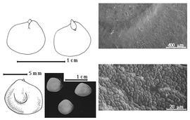  Seed, cotyledon, embryo, and testa:  M. foetidus  subsp.  foetidus  (Jacq.) M. Sousa amp; G. Andrade - bottom far left seed topography, top left cotyledon concealing all but radicle tip (L) and embryonic axis (R), bottom left center seeds, testa SEMs.
