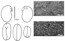  Cotyledon, embryo, and testa:  N. amboensis  H. Schinz - embryo, cotyledons, and testa SEMs.
