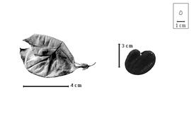  Fruit and seed:  O. microphylla  (H.F. Jaubert amp; É. Spach) K. Browicz - fruit and seed.
