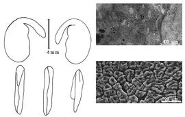  Cotyledon, embryo, and testa:  O. microphylla  (H.F. Jaubert amp; É. Spach) K. Browicz - embryo, cotyledons, and testa SEMs.
