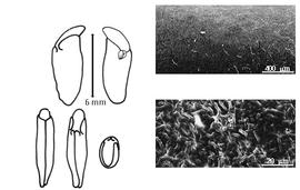  Cotyledon, embryo, and testa:  O. orientale  (C.P.J. Sprengel) E.D. Merrill - embryo, cotyledons, and testa SEMs.
