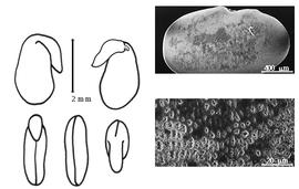  Cotyledon, embryo, and testa:  O. sativus  F.d#39;A. Brotero - embryo, cotyledons, and testa SEMs.
