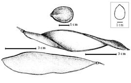  Fruit and seed:  O. bernalii  R.C. Barneby amp; J.W. Grimes - fruits and seed [from Barneby amp; Grimes, 1990].
