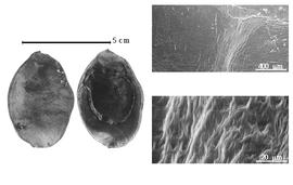  Fruit and testa:  O. riparius  J.D. Hooker - fruit and testa SEMs.
