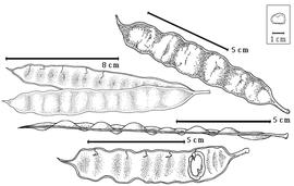  Fruit and seed:  P. rigida  (G. Bentham) J.P.M. Brenan - top right fruit, top left dehiscent fruit, bottom seed in situ, next to bottom image fruit in suture view.
