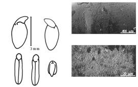  Cotyledon, embryo, and testa:  P. filifolia  J. Torrey amp; A. Gray - embryo, cotyledons, and testa SEMs.
