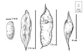  Fruit and seed:  P. brasiliense  I. Urban - right center seed in situ;  P. pterocarpus  (de Candolle) Backer ex K. Heyne - left center and far right fruits, far left seed topography.
