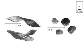  Fruit and seed:  P. ramentacea  (F.W. Sieber) C.B. Presl - fruit (dehisced), valve, and seeds.
