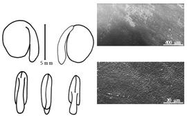  Cotyledon, embryo, and testa:  P. ramentacea  (F.W. Sieber) C.B. Presl - embryo, cotyledons, and testa SEMs.
