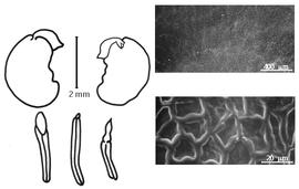  Cotyledon, embryo, and testa:  P. mucronata  (A.H.R. Grisebach) Beyra & Lavin - embryo, cotyledons, and testa SEMs.
