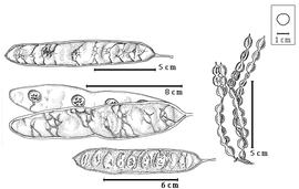  Fruit and seed:  P. gonoacantha  (C.F.P. von Martius) J.F. Macbride - bottom center fruit;  P. constricta  (Micheli & J.N. Rose) Macbride - right dehiscent fruit cluster;  P. fruticosa  J.F. Macbride - top left fruit;  P. paniculata  G. Bentham - left center dehiscent fruit.
