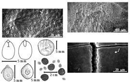  Seed, cotyledon, embryo, and testa:  P. constricta  (Micheli & J.N. Rose) Macbride - bottom left center seed topography, far left center cotyledon concealing all but radicle tip (L) and embryonic axis (R), right testa SEMs;  P. obliqua  (C.H. Persoon) Macbride - bottom far left seed topography;  P. paniculata  G. Bentham - center seed topography, top left testa SEM; P. spp. - bottom center seeds.
