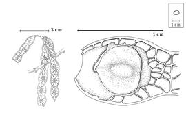  Fruit and seed:  P. lomentifera  A.E. Burkart - left fruit cluster, right seed in situ.
