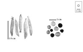  Fruit and seed:  P.  spp. - fruits and seeds.
