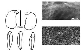  Cotyledon, embryo, and testa:  P. tetraphylla  (J.L.M. Poiret) A.E. Burkart - embryo, cotyledons, and testa SEMs.
