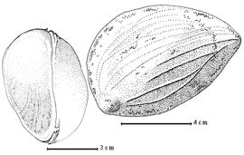  Fruit:  P. copaifera  A.H.R. Grisebach - fruits.
