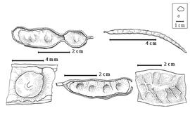  Fruit and seed:  P. globosum  (Gillies) A.E. Burkart - top right fruit, bottom right fruit segment, bottom left seed in situ;  P. mexicanum  (Dressler) A.E. Burkart - top left and bottom center fruits.
