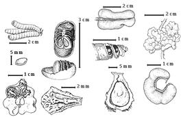  Fruit and seed:  P. chilensis  (Molina) Stuntz - 1st row center endocarp segment;  P. farcta  (D.C. Solander ex Russell) Macbride - 3rd row top fruit;  P. ferox  A.H.R. Grisebach - 2nd row top opened fruits;  P. pubescens  G. Bentham - 1st row top fruit cluster, 3rd row center seeds in situ;  P. tamarugo  R.A. Philippi - 4th row bottom fruit;  P. torquata  de Candolle - 4th row top fruit cluster, 1st row bottom fruit with endocarp in situ, 2nd row bottom endocarp segment, 3rd row bottom seed in situ.
