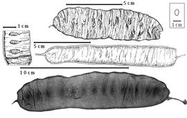  Fruit and seed:  P. guachapele  ( K.S. Kunth) H.A.T. Harms - right fruits and left seeds in situ.
