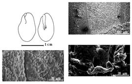  Cotyledon, embryo, and testa:  P. guachapele  ( K.S. Kunth) H.A.T. Harms - cotyledon concealing all but tip of radicle (L) and embryonic axis (R) and testa SEMs.
