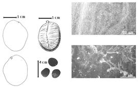  Seed, cotyledon, embryo, and testa:  P. mengei  (De Wildman) L.L. Hauman - far left cotyledon notched and probably concealing all but tip of radicle (above) and reconstructed embryonic axis (below), top left center seed topography, bottom left center seeds, testa SEMs.
