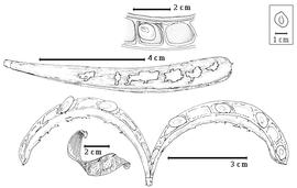  Fruit and seed:  P. euryphylla  H.A.T. Harms - bottom left valve;  P. fischeri  - bottom center dehiscent fruit, center valve, top seed in situ.
