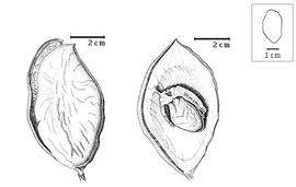  Fruit and seed:  P. palustris  C.F. Symington - left dehisced fruit, right seed in situ.
