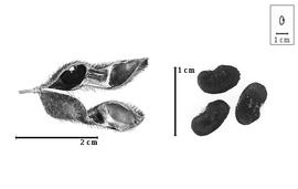  Fruit and seed:  P. argentea  (C.L. von Willdenow) B. Verdcourt - fruit and seeds.
