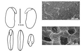  Cotyledon, embryo, and testa:  P. argentea  (C.L. von Willdenow) B. Verdcourt - embryo, cotyledons, and testa SEMs.
