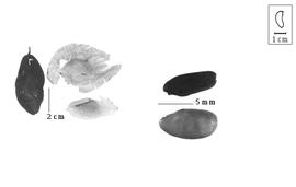  Fruit and seed:  P.  spp. - one fruit with epicarp, two fruits without epicarp, and seeds.
