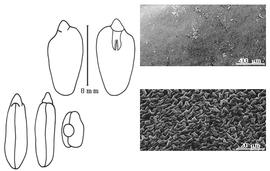  Cotyledon, embryo, and testa:  P. polygalaeflorus  G. Bentham - embryo, cotyledons, and testa SEMs.
