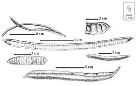  Fruit and seed:  S. alata  (C. Linnaeus) W. Roxburgh - bottom dehisced fruit;  S. bicapsularis  (C. Linnaeus) W. Roxburgh - right center fruit;  S. candolleana ( J.R.T. Vogel) Irwin amp; R.C. Barneby - center fruit;  S. didymobotrys  (Fresenius) Irwin amp; R.C. Barneby - left center fruit;  S. hirsuta  (C. Linnaeus) Irwin amp; R.C. Barneby - top left dehisced fruit;  S. pistaciifolia  (K.S. Kunth) Irwin amp; R.C. Barneby - top right seed in situ.
