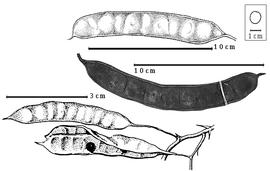 Fruit and seed:  S. acatlensis  (G. Bentham) R.C. Barneby amp; J.W. Grimes - fruits and seed in situ.
