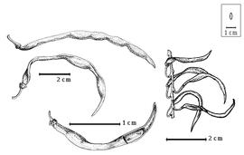  Fruit:  S. bergii  H.A.T. Harms - top left fruits, bottom seed in situ, right fruit cluster.
