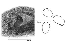  Seed, immature seed in situ:  S. insignis  (Compton) Van Wyk & Schutte - left immature fruit in situ;  S.  spp.- right seeds.
