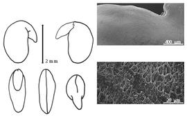  Cotyledon, embryo, and testa:  S. tibetica  G. Bentham - embryo, cotyledons, and testa SEMs.
