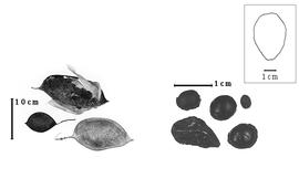  Fruit and seed:  S.  spp. - fruits and seeds.
