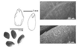  Seed, cotyledon, embryo, and testa:  S. adstringens  (X.R. García Martínez) J. Coville - testa SEMs;  S. guianense  (J.B.C.F. Aublet) G. Bentham - top left cotyledon concealing all but tip of radicle (L) and embryonic axis (R); S. spp. - bottom left seeds.
