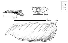  Fruit and seed:  S. moavi  P.H.W. Taubert - bottom fruit (after Brenan, 1967), top left enrolled valve, top center seed in situ.
