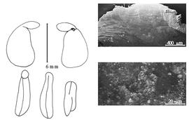  Cotyledon, embryo, and testa:  S. affine  (J. Torrey & A. Gray) W.G. Walpers - embryo, cotyledons, and testa SEMs.
