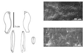  Cotyledon, embryo, and testa:  S. fruticosa  C.P.J. Sprengel - embryo, cotyledons, and testa SEMs.
