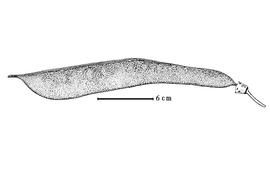  Fruit:  S. grandifolia  (R. Viguier) D.J. Du Puy & J.-N. Labat - fruit (drawing from Labat & Du Puy, 1998).
