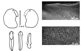  Cotyledon, embryo, and testa:  T. triquetrum  (C. Linnaeus) H. Ohashi - embryo, cotyledons, and testa SEMs.
