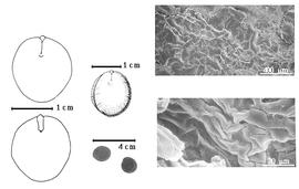  Seed, cotyledon, embryo, and testa:  T. gentii  Hutchinson & Greenway - far left cotyledon notched and split and concealing all but tip of radicle (above) and embryonic axis (below), left center seed topography, bottom left center seeds, testa SEMs.
