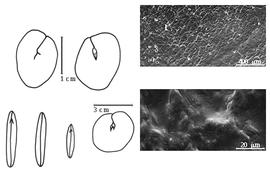  Cotyledon, embryo, and testa:  T. crassifolia  (G. Bentham) W.A. Ducke - embryos, cotyledons, and testa SEMs.
